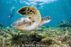 Turtle Sanctuary by Henley Spiers 